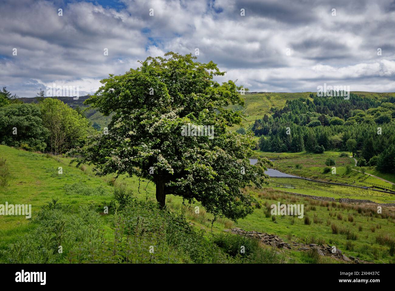 Pâturages par Calf Hey Reservoir Banque D'Images
