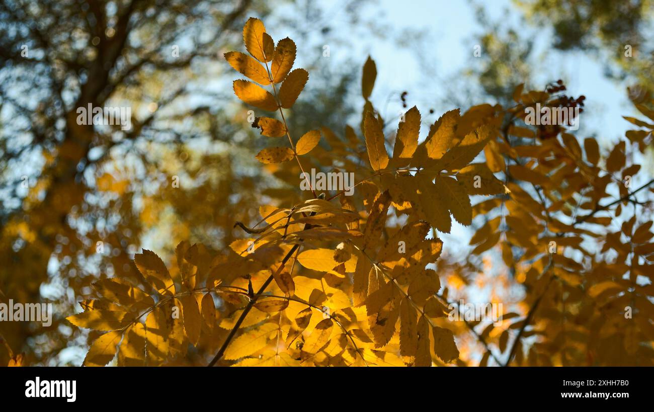 Les feuilles de rowan orange sont éclairées par la lumière du soleil Banque D'Images