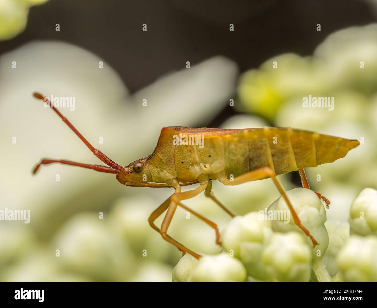 Gros plan de Baby European Striped Shield Bug sur fleur blanche Banque D'Images