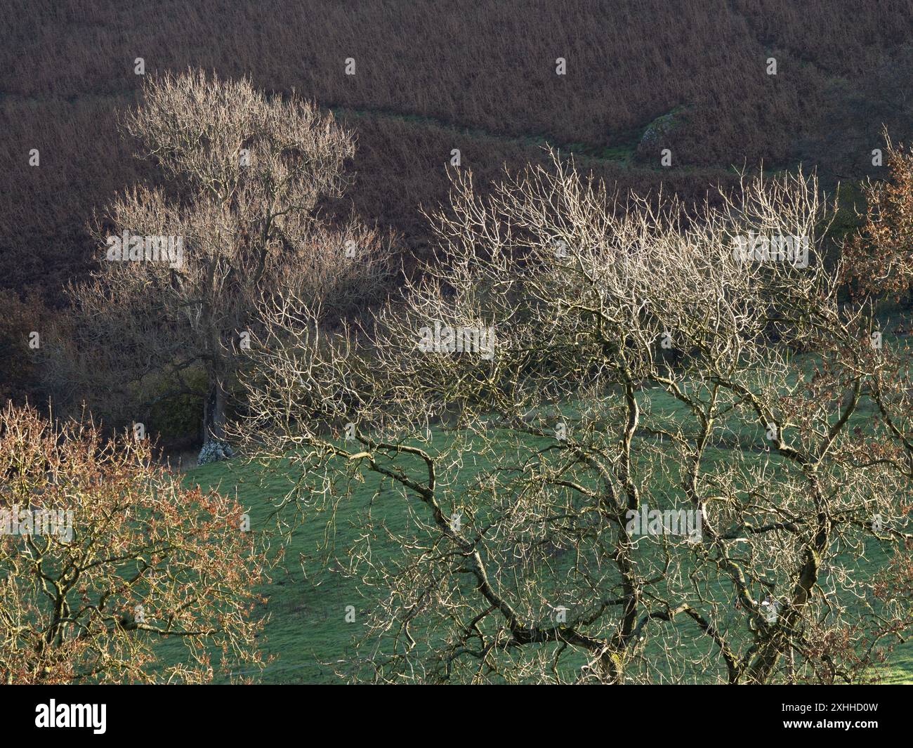 Forêt mixte à Mortimer Forest, Ludlow, Shropshire, Royaume-Uni Banque D'Images