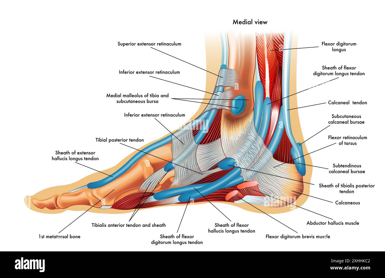 . Illustration de l'anatomie du pied, avec annotations Banque D'Images