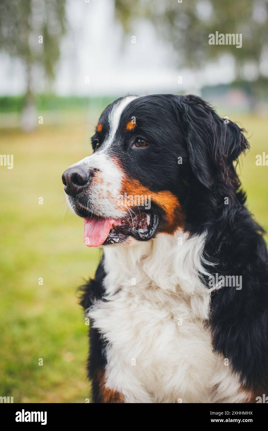 Bernois Banque D'Images