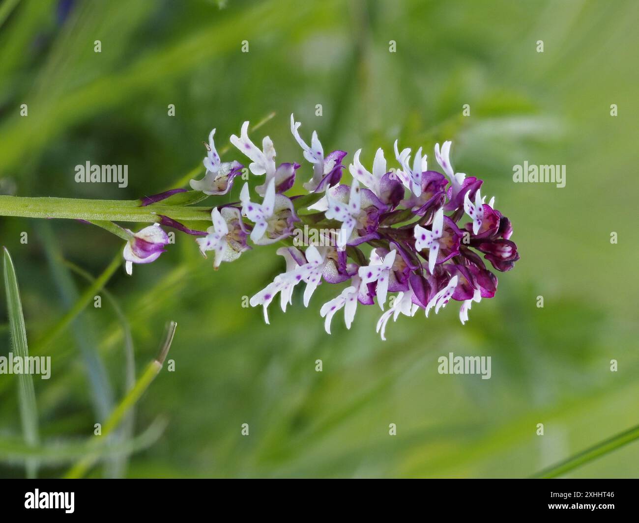 Neotinea ustulata, Orchis ustulata, orchidée brûlée ou orchidée à pointe brûlée. Banque D'Images