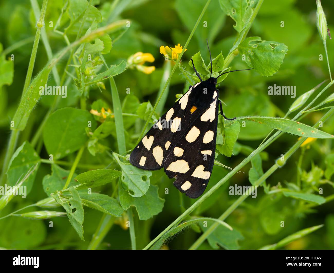 Arctia villica, une teigne de tigre à taches crème, reposant sur des feuilles. Banque D'Images