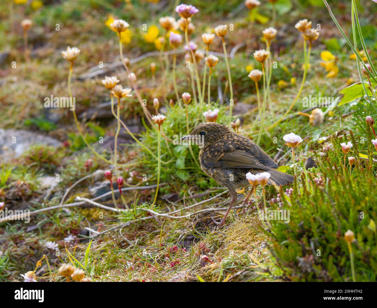 robin européen, Erithacus rubecula, connu sous le nom de robin ou robin RedBreast. Banque D'Images