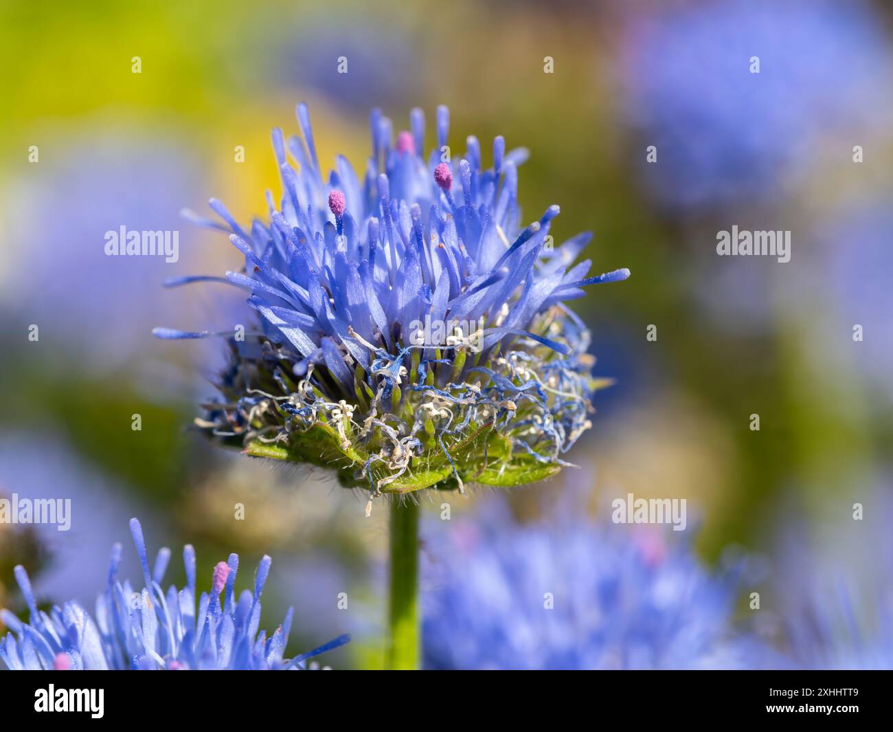 Jasione montana, connu sous le nom de mouton-bit, bonnets bleus, boutons bleus, Marguerite bleue et fleur de fer. Banque D'Images Jasione montana, connu sous le nom de mouton-bit, bonnets bleus, boutons bleus, Marguerite bleue et fleur de fer. Banque D'Images