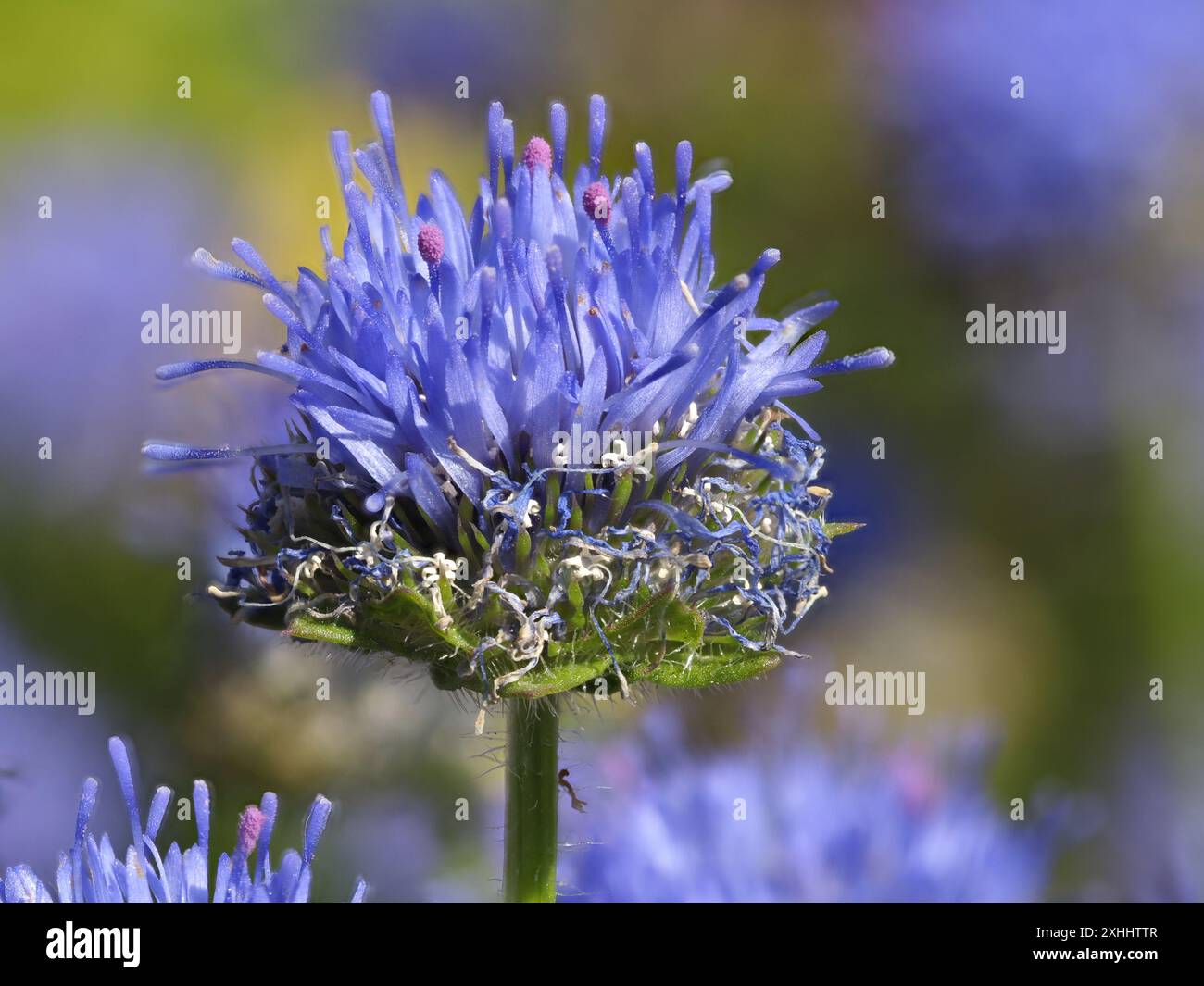 Jasione montana, connu sous le nom de mouton-bit, bonnets bleus, boutons bleus, Marguerite bleue et fleur de fer. Banque D'Images Jasione montana, connu sous le nom de mouton-bit, bonnets bleus, boutons bleus, Marguerite bleue et fleur de fer. Banque D'Images