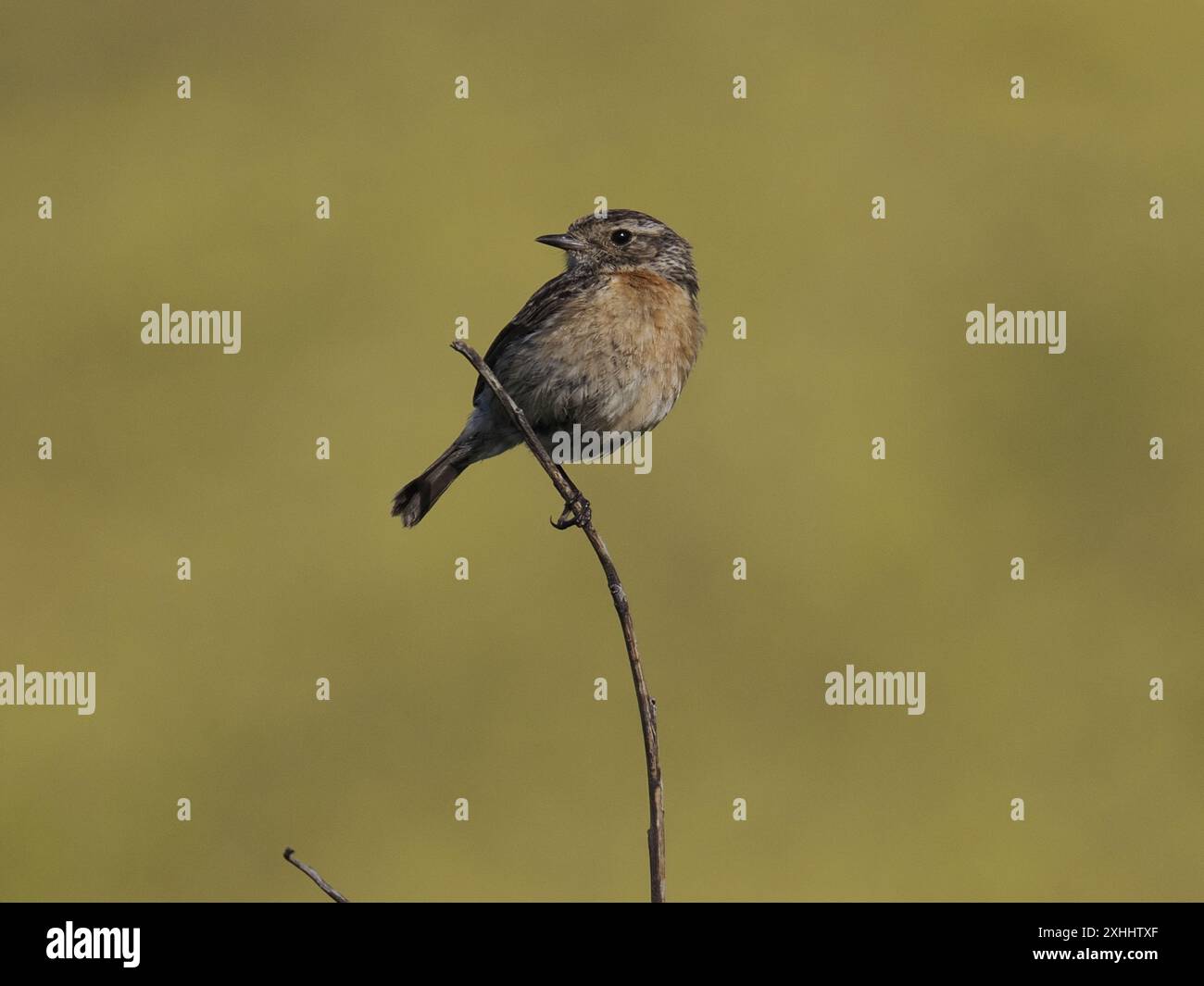 Un dunnock, Prunella modularis, perché sur une brindille. Banque D'Images