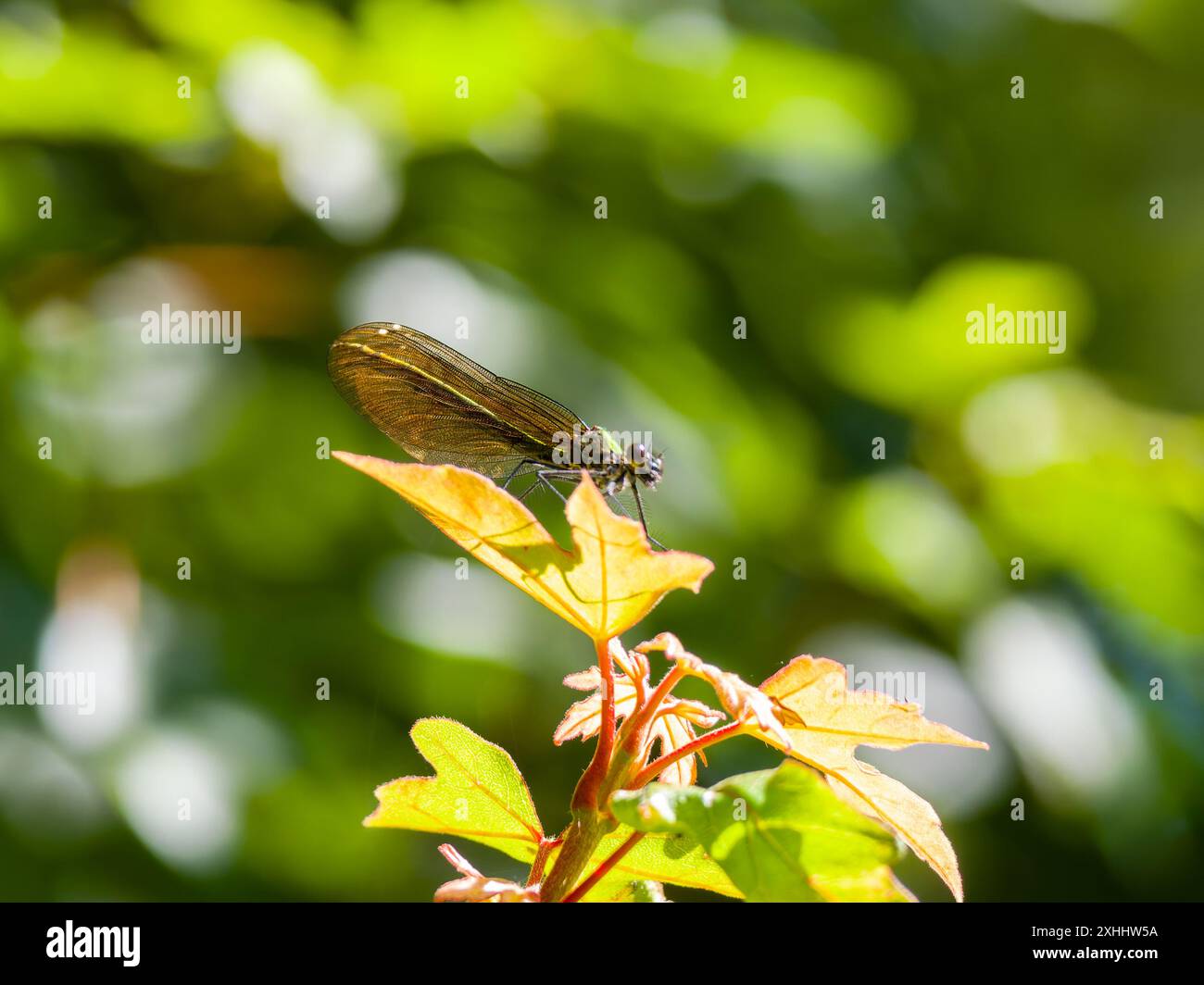 Une femme belle demoiselle, Calopteryx Virgo, reposant sur une feuille. Banque D'Images