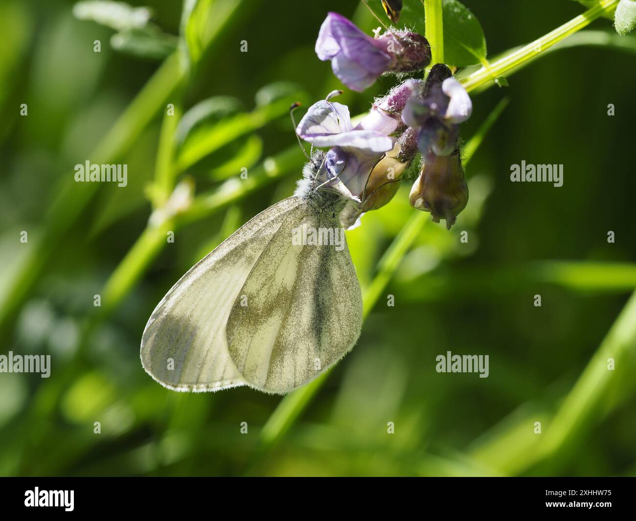Leptidea sinapis, le papillon blanc du bois, se nourrissant de nectar d'une fleur. Banque D'Images