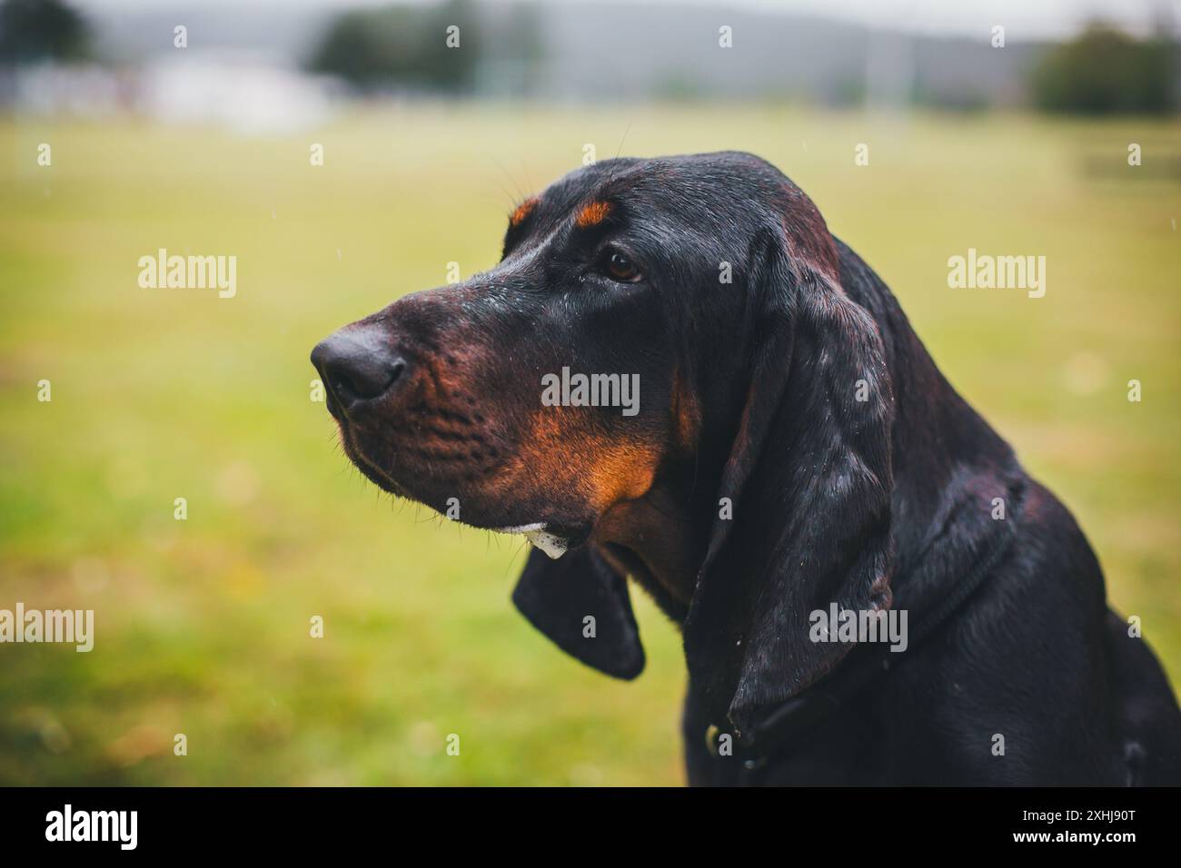 Coonhound noir et brun Banque D'Images