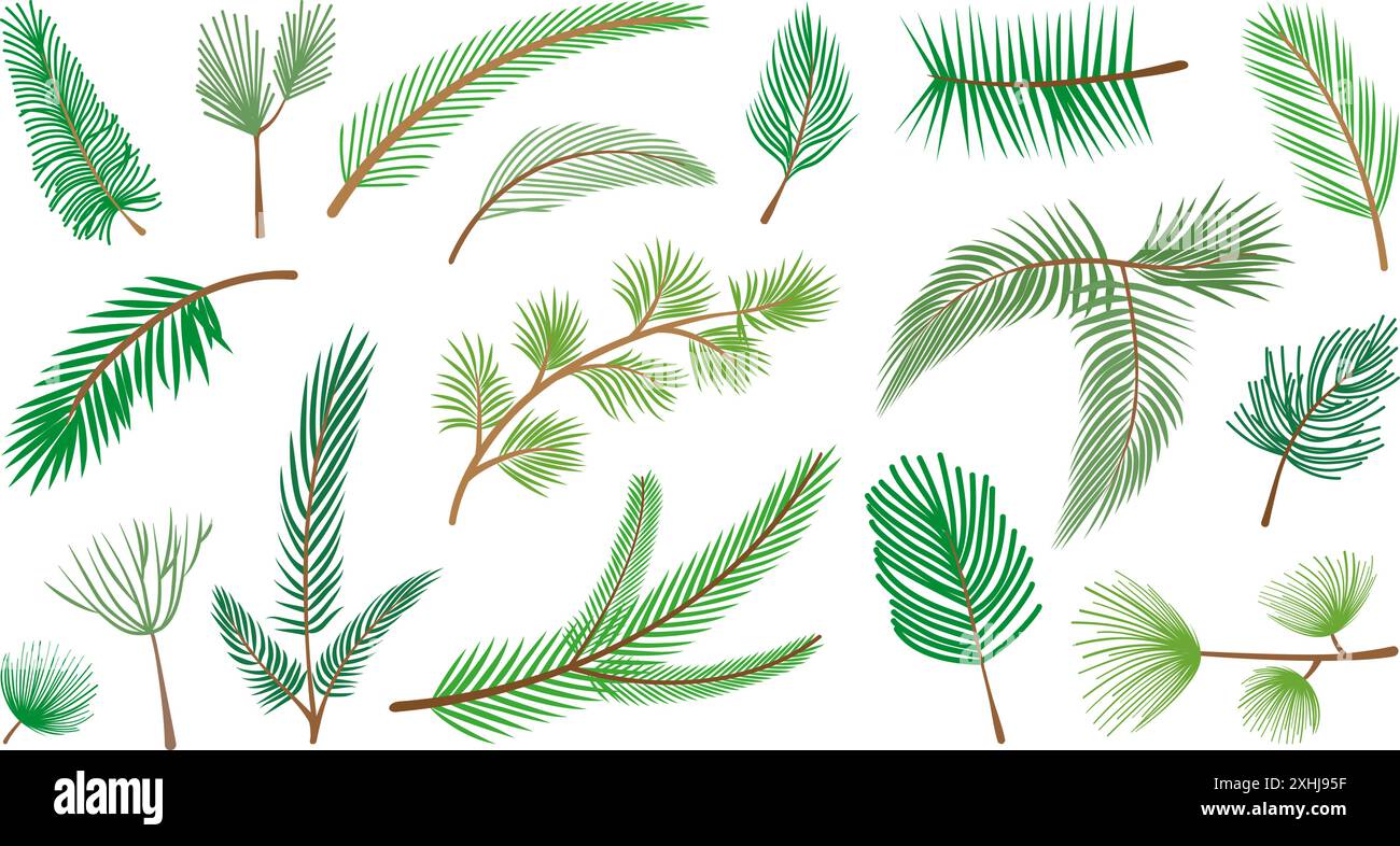 Branches d'arbre de noël de dessin animé. Cèdre de pin épicéa, branche d'arbres à feuilles persistantes forestières. Éléments de la nature pour le nouvel an et les vacances d'hiver vecteur néotérique Illustration de Vecteur