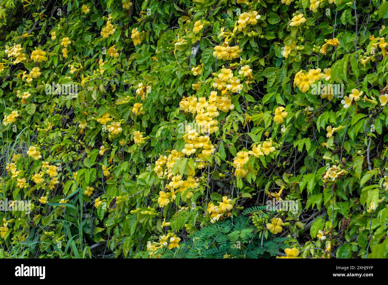 Fleurs jaunes de Trumpetbush à l'entrée du cimetière national de Punchbowl à Honolulu, Oahu, Hawaii, États-Unis. Banque D'Images