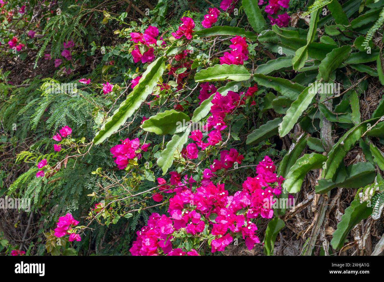 Fleurs de bougainvilliers au cimetière national Punchbowl à Honolulu, Oahu, Hawaii, États-Unis. Banque D'Images