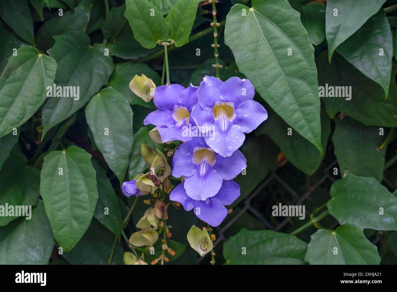 Fleurs de thunbergia bleu dans le jardin botanique Liliuokalani à Honolulu, Oahu, Hawaii, USA. Banque D'Images