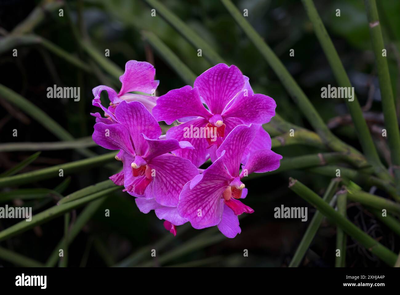 Orchidées mites dans les jardins botaniques Foster à Honolulu, Oahu, Hawaii, États-Unis. Banque D'Images
