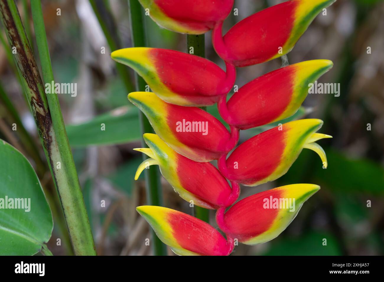 Fleurs de griffe de homard dans les jardins botaniques Foster à Honolulu, Oahu, Hawaii, États-Unis. Banque D'Images