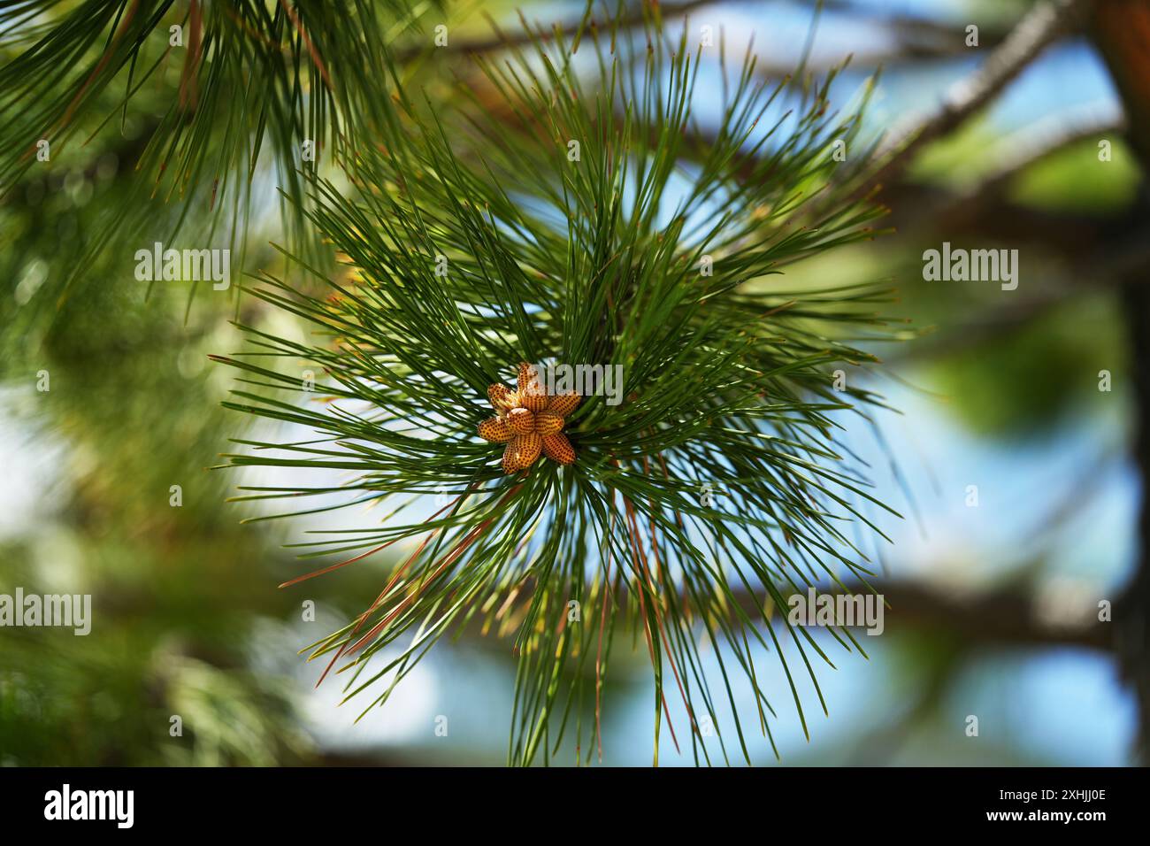 Lodgepole Pine - cônes de pollen en développement Banque D'Images