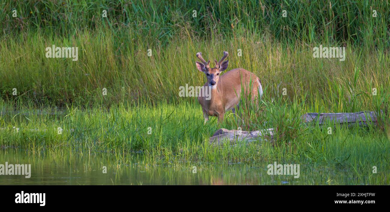 Buck à queue blanche un soir de juillet dans le nord du Wisconsin. Banque D'Images