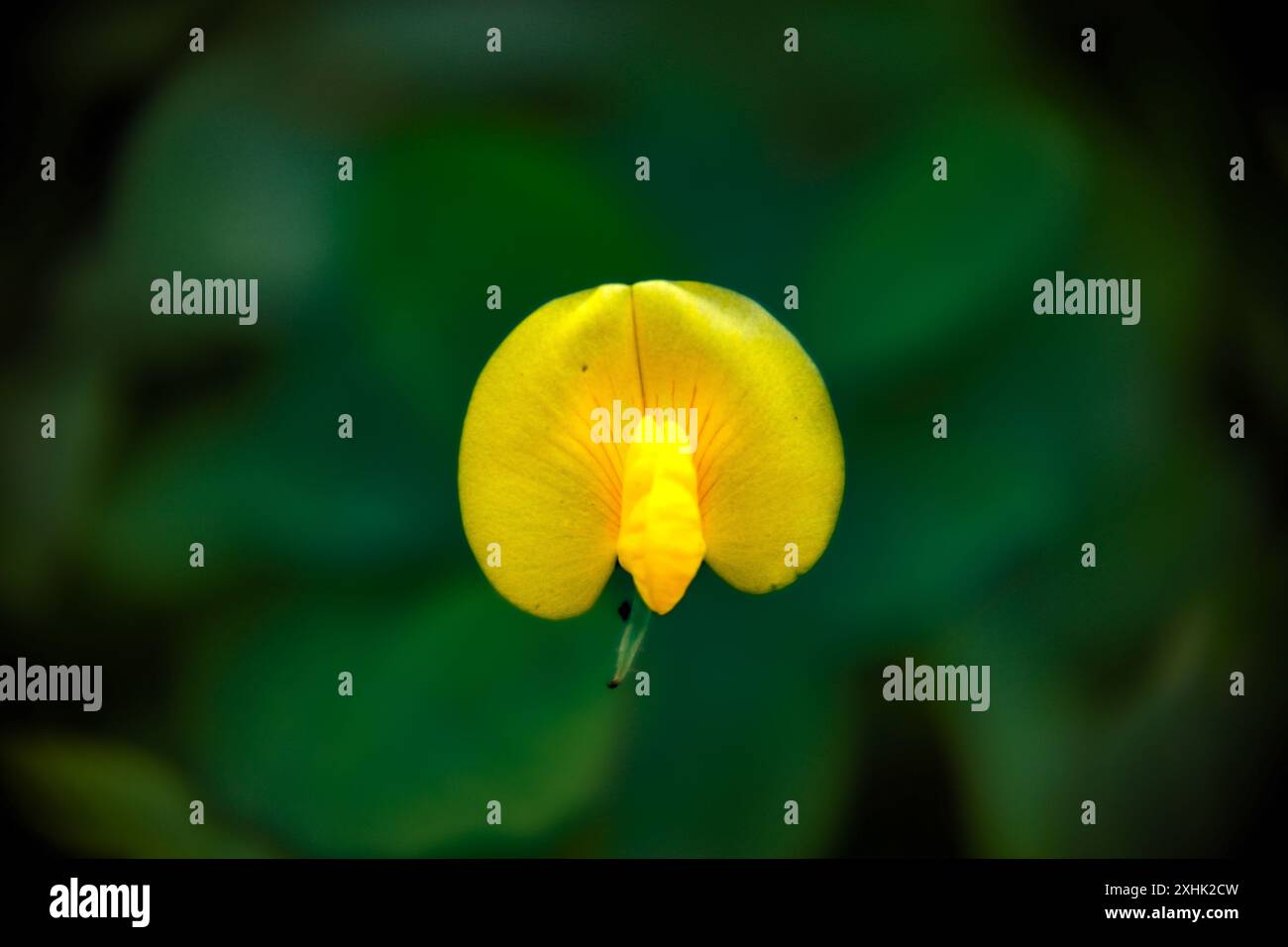 Arachide (Arachis hypogaea), fleur jaune d'arachide. Banque D'Images