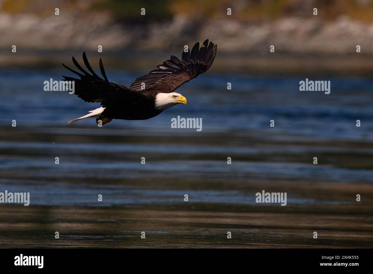 Aigle à tête blanche pêchant le merlu à Campbell River, île de Vancouver. Banque D'Images