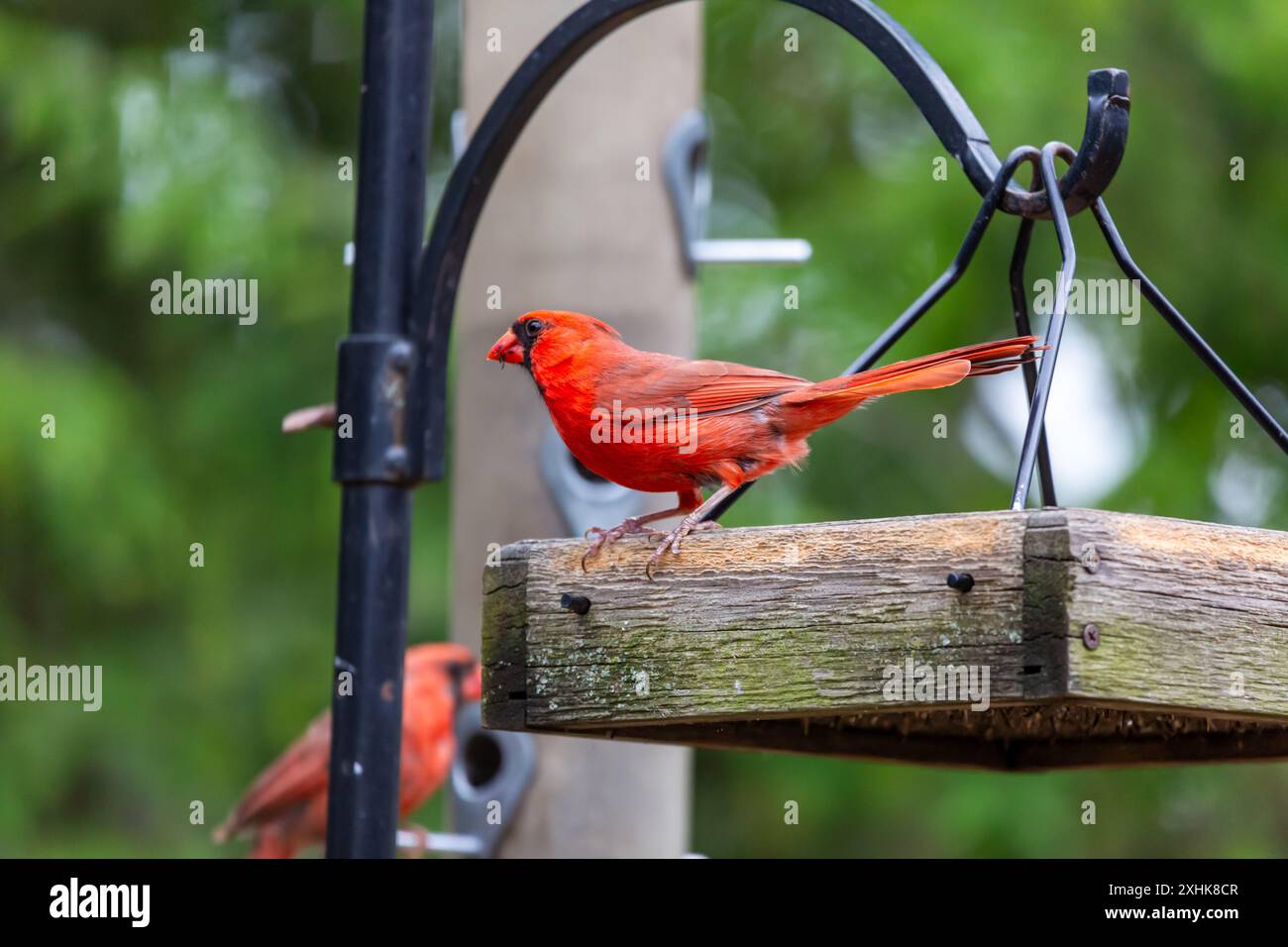 Deux mâles rouges cardinaux du nord reposent dans un mangeoire à oiseaux dans le nord-est de l'Indiana, aux États-Unis. Banque D'Images