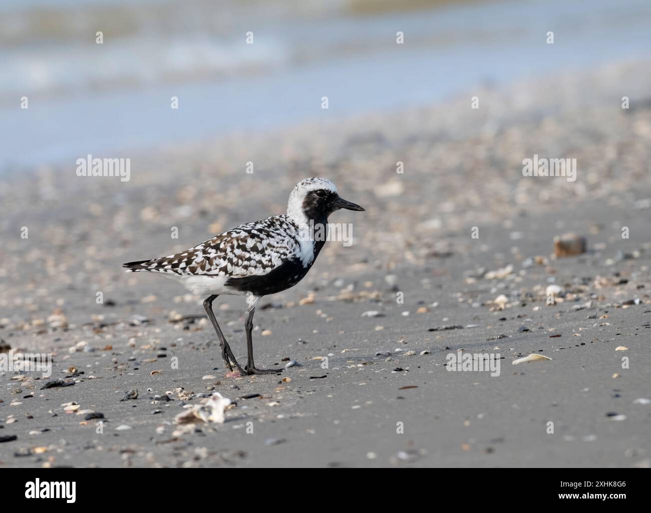 Pluvier à ventre noir (Pluvialis squatarola) traversant la plage Banque D'Images