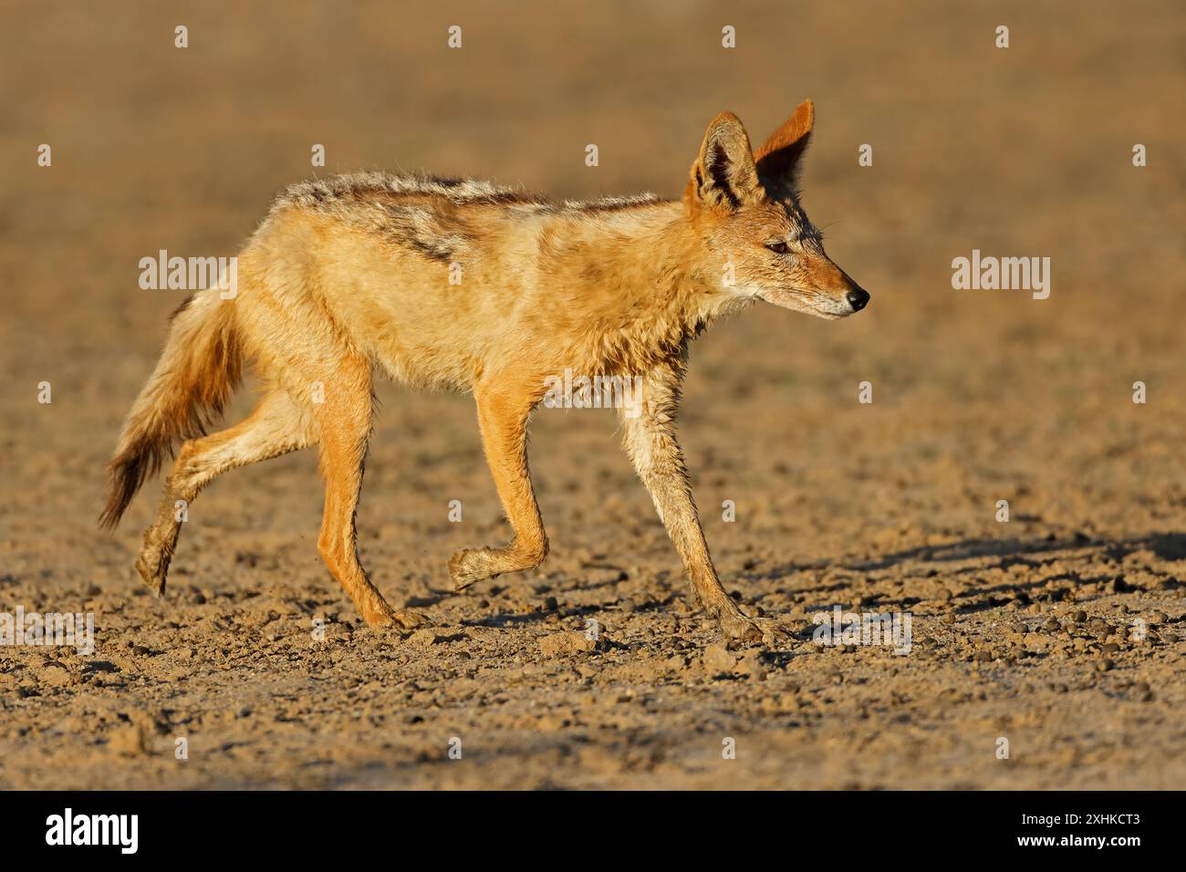 Un chacal à dos noir (Canis mesomelas) en cours d'exécution, désert du Kalahari, Afrique du Sud Banque D'Images