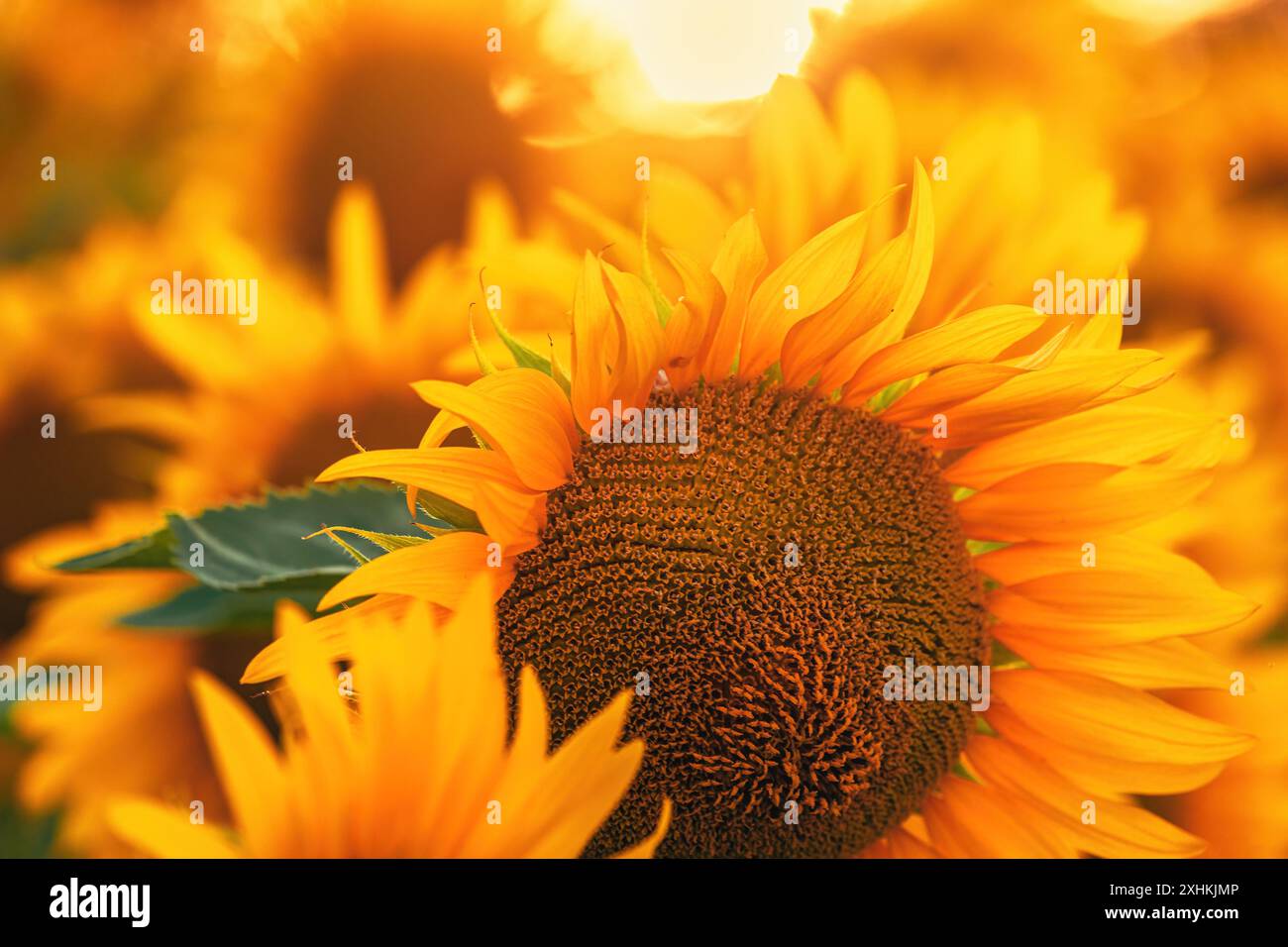 Champ de plantation de cultures de tournesol en floraison, foyer sélectif Banque D'Images