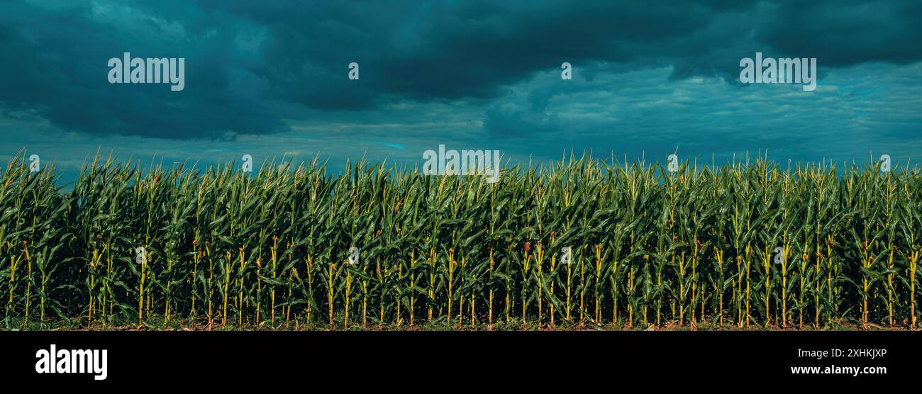 Des nuages orageux spectaculaires approchant un champ de plantation de maïs cultivé en été. Les conditions météorologiques extrêmes et le changement climatique peuvent avoir un impact sur la croissance des plantes Banque D'Images