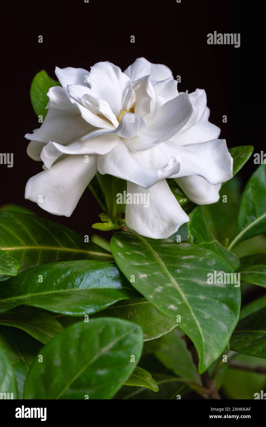 Gros plan vue verticale de gardenia jasminoides aka Cape jasmin fleur blanche fraîche fleurissant à l'extérieur isolé sur fond noir Banque D'Images