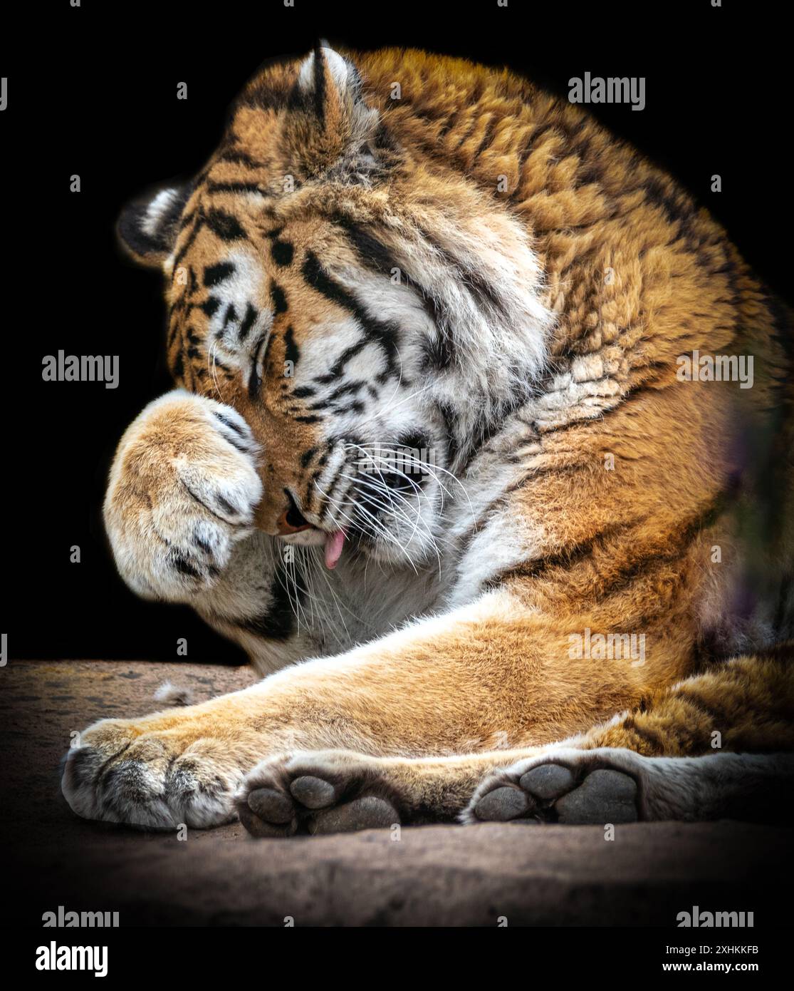 Un tigre ne peut pas ours regarder BLACKPOOL ZOO, ANGLETERRE, IMAGES APPROPRIÉES d'animaux à travers le Royaume-Uni regardant désespérés alors que l'Angleterre perdait face à l'Espagne dans le E. Banque D'Images
