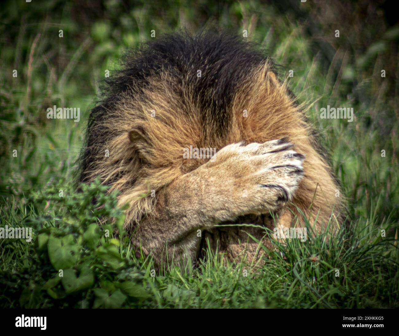 Un lion ne peut pas ours regarder les trois lions en action ZOO DE CHESTER, EN ANGLETERRE, IMAGES APPROPRIÉES d'animaux à travers le Royaume-Uni regardant désespérés comme Angleterre lo Banque D'Images