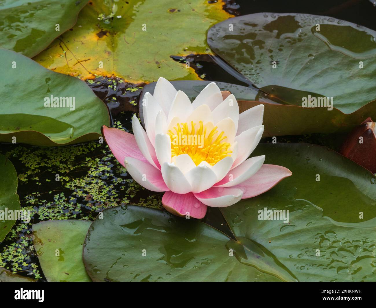 Nénuphar rose et blanc, Nymphaea 'Marliacea rosea' parmi le feuillage sombre et flottant Banque D'Images