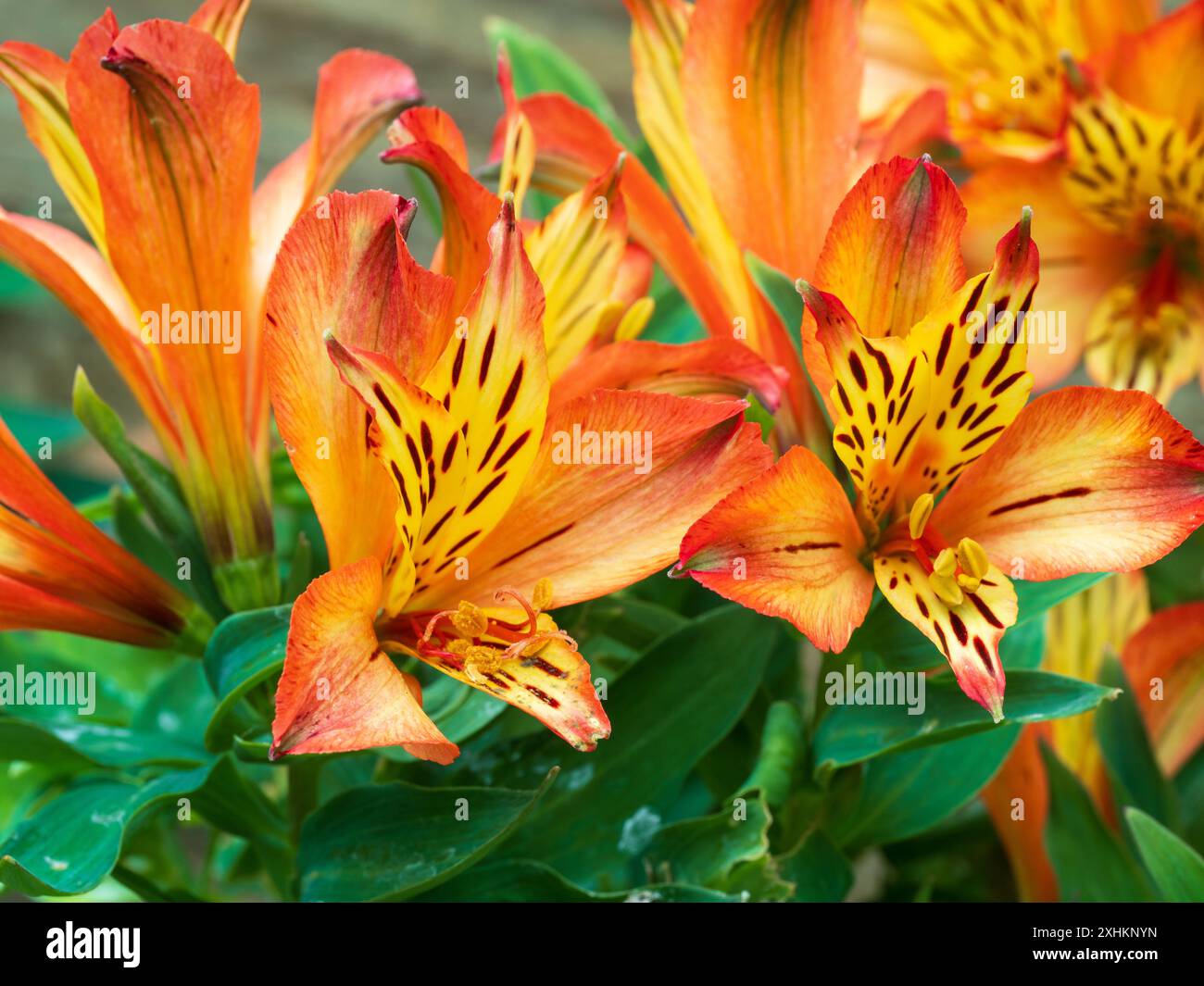 Fleurs rouges et jaunes de la motte à faible croissance formant le lis péruvien, Alstroemeria 'Inticancha Bryce' Banque D'Images