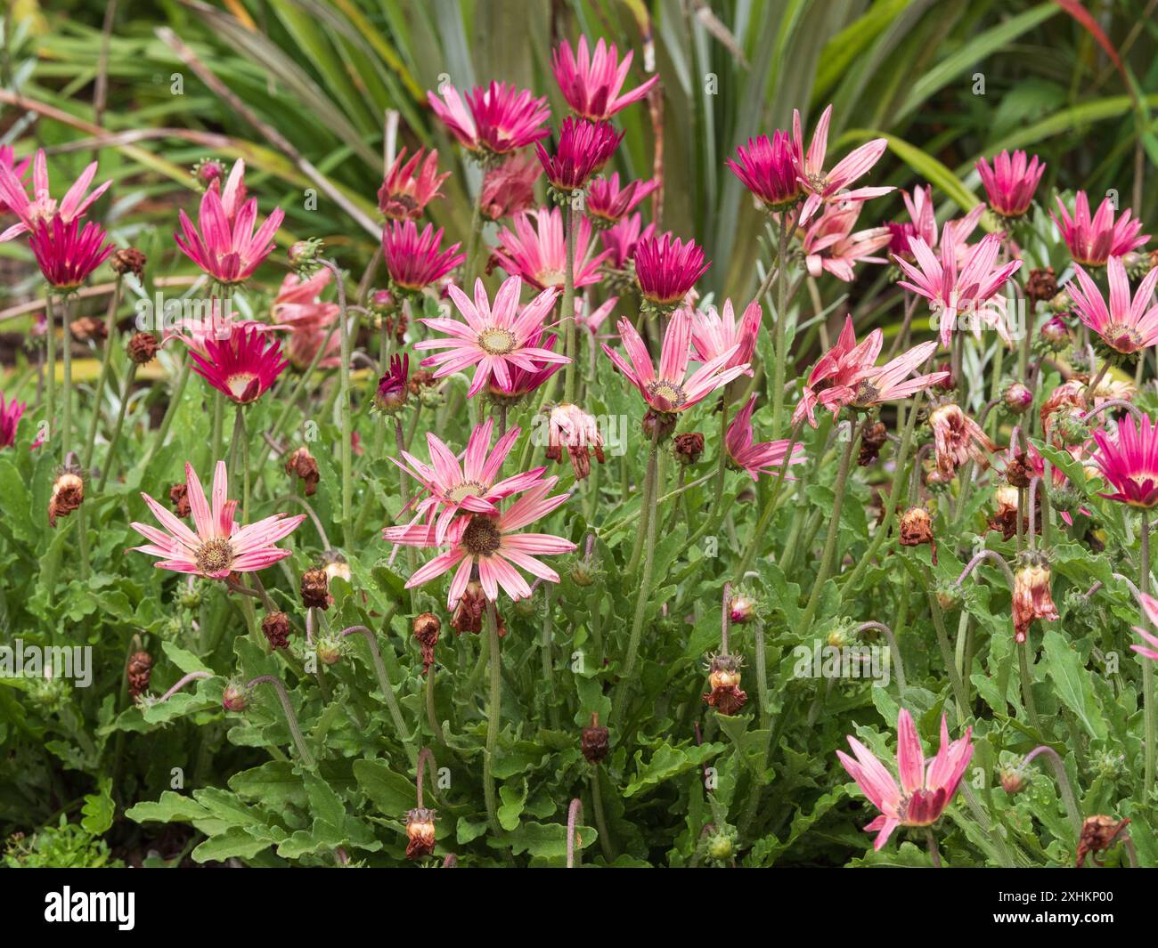 Fleurs d'été roses de la Marguerite sud-africaine à feuilles grises semi-rustiques, Arctotis 'Wine' Banque D'Images