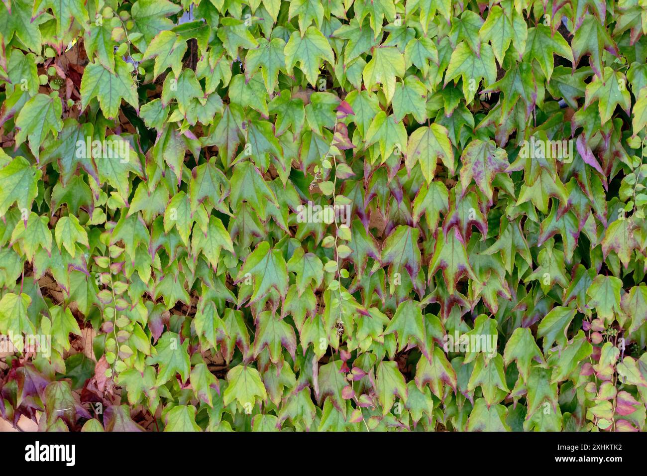 Parthenocissus tricuspidata ou Boston lierre ornementale couvrant la clôture de jardin. Lierre de raisin ou feuillage luxuriant de lierre japonais. Creeper japonais ou woodbine Banque D'Images