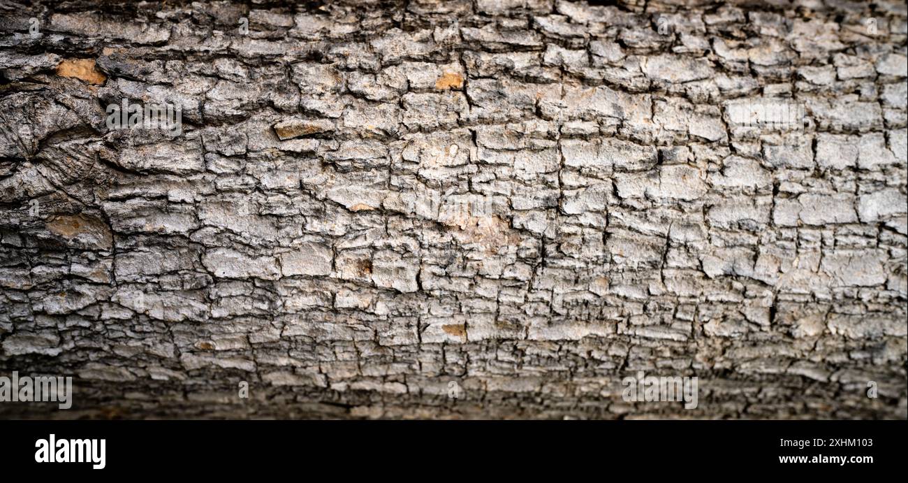 Gros plan du fond de texture d'écorce d'arbre présentant des motifs de bois naturel et une surface granuleuse rugueuse, idéal pour les projets écologiques et sur le thème de la nature Banque D'Images