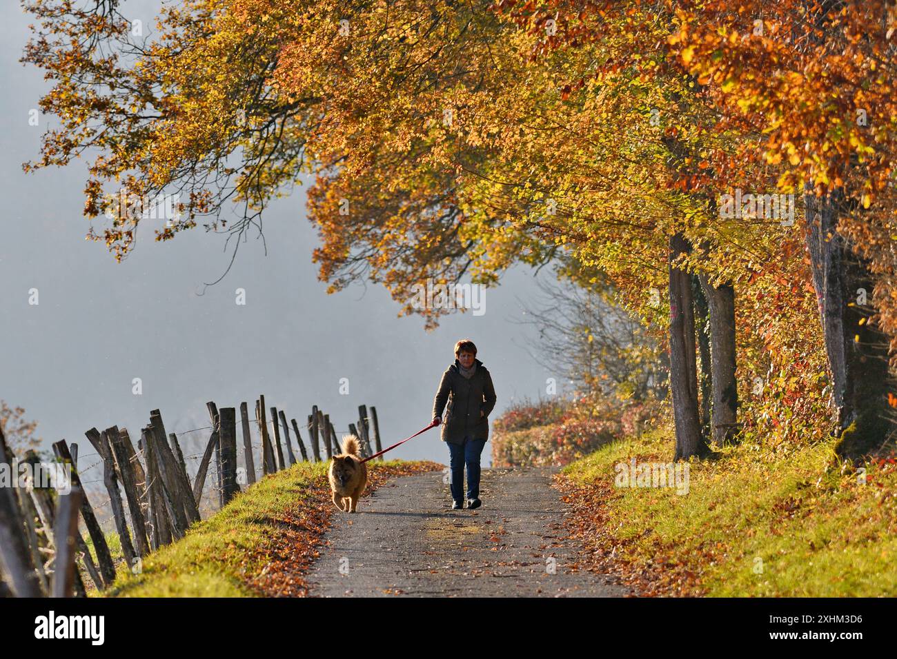 France, Doubs, Glay, route rurale sous haie forestière en automne, personne promenant un chien Banque D'Images