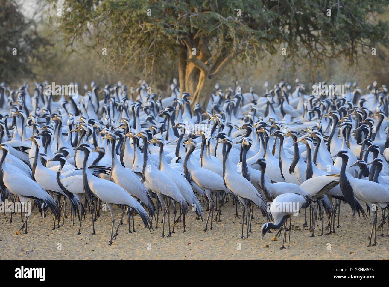 Inde, Rajasthan, région de Jodhpur, Demoiselle grues natives de l'Europe du Sud-Ouest, région de la mer Noire, Pologne, Ukraine, Kazakhstan, Afrique et Mongolie, t Banque D'Images