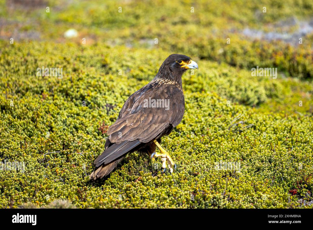 Striated Caracara, West point Island, îles Falkland, dimanche 03 décembre, 2023. photo : David Rowland / One-Image.com Banque D'Images