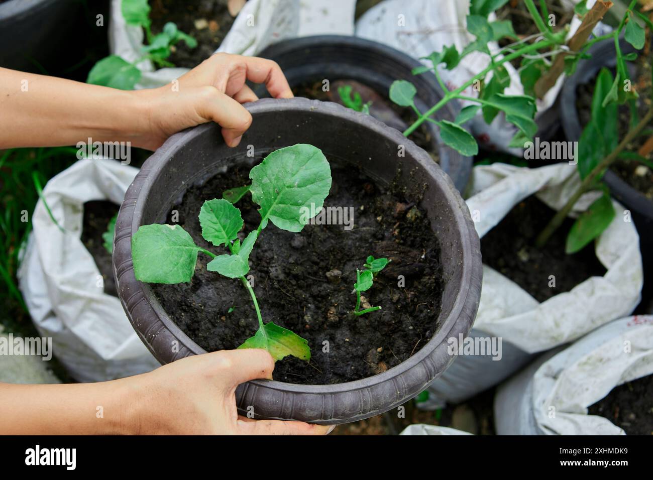 Gros plan de la main tenant la croissance du chou frisé dans une plante en pot Banque D'Images
