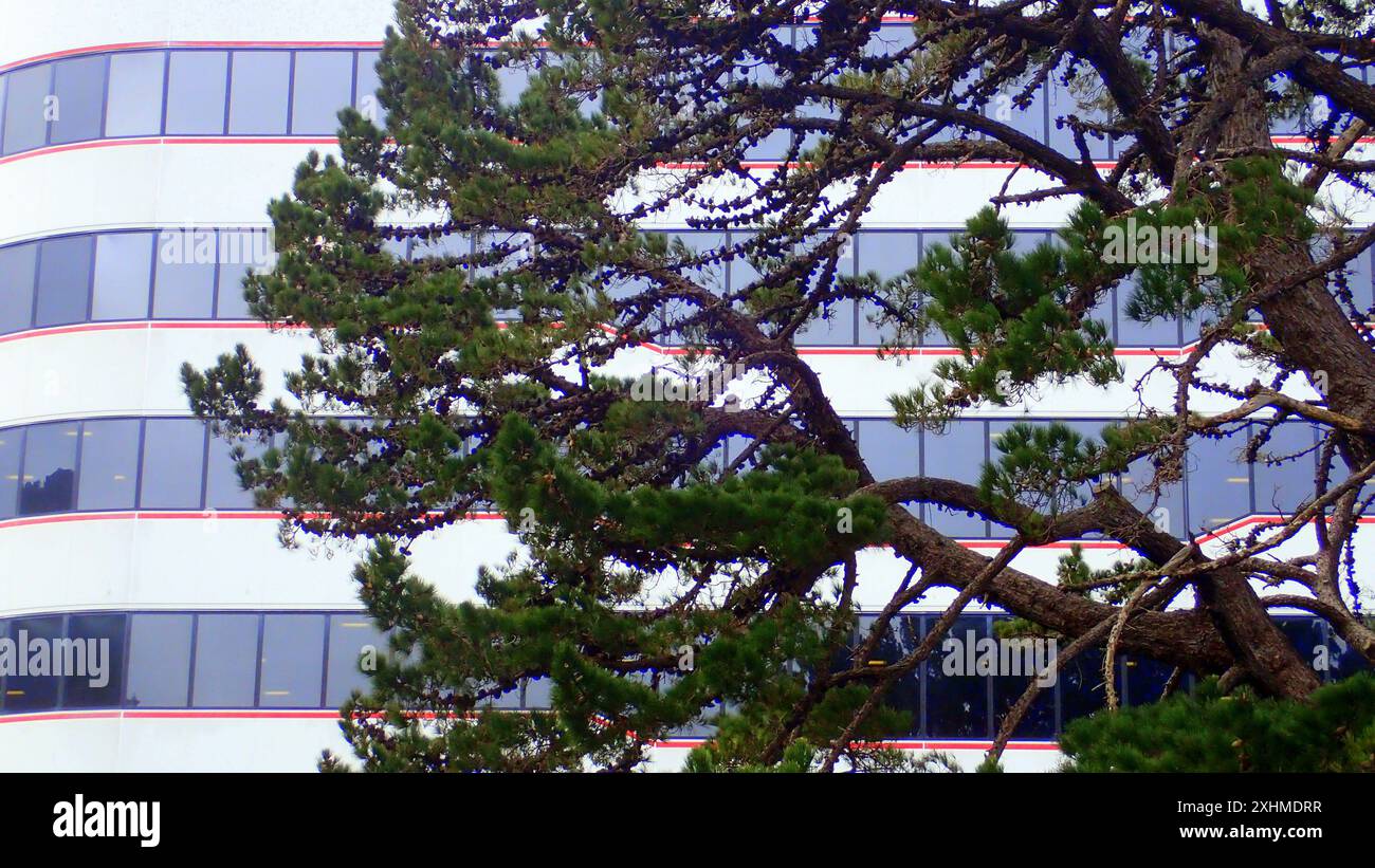 En bordure du jardin botanique de Wellington, un arbre Pinus radiata pousse à côté d'un immeuble de bureaux dans la ville Banque D'Images