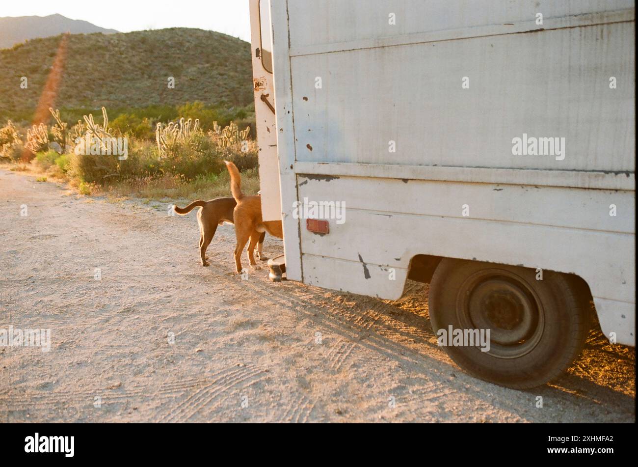 Deux chiens derrière un camion blanc dans un décor désertique. Banque D'Images