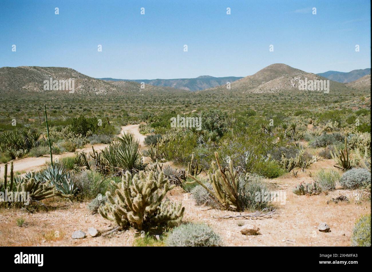 Vaste paysage désertique avec des cactus, des arbustes et un chemin de terre sinueux Banque D'Images