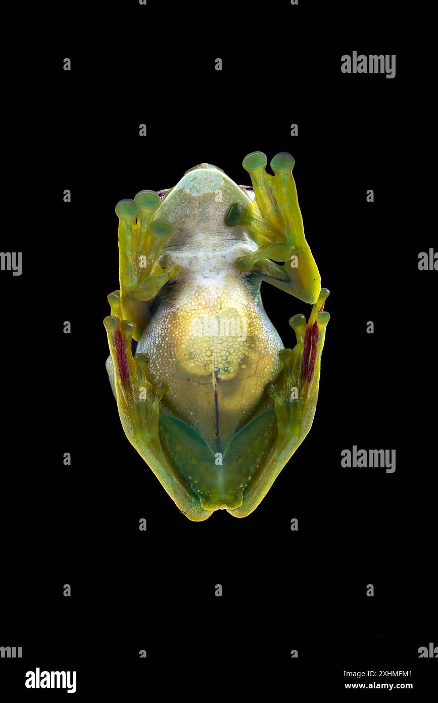 Détails d'une grenouille arboricole malaise vue d'en bas Banque D'Images