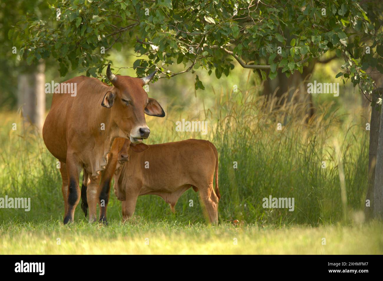 Maman vache nourrissant son bébé veau les yeux fermés Banque D'Images