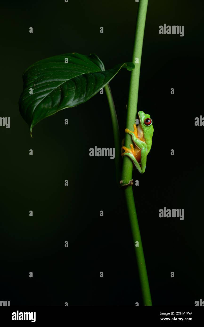 Une grenouille arboricole aux yeux rouges repose sur le flanc d'une vigne au Panama Banque D'Images