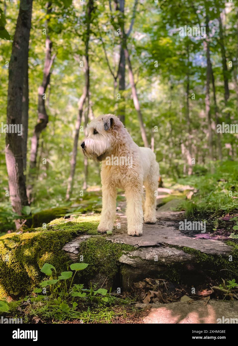 Chien terrier mignon à blé debout sur un sentier de randonnée rocheux dans la forêt. Banque D'Images