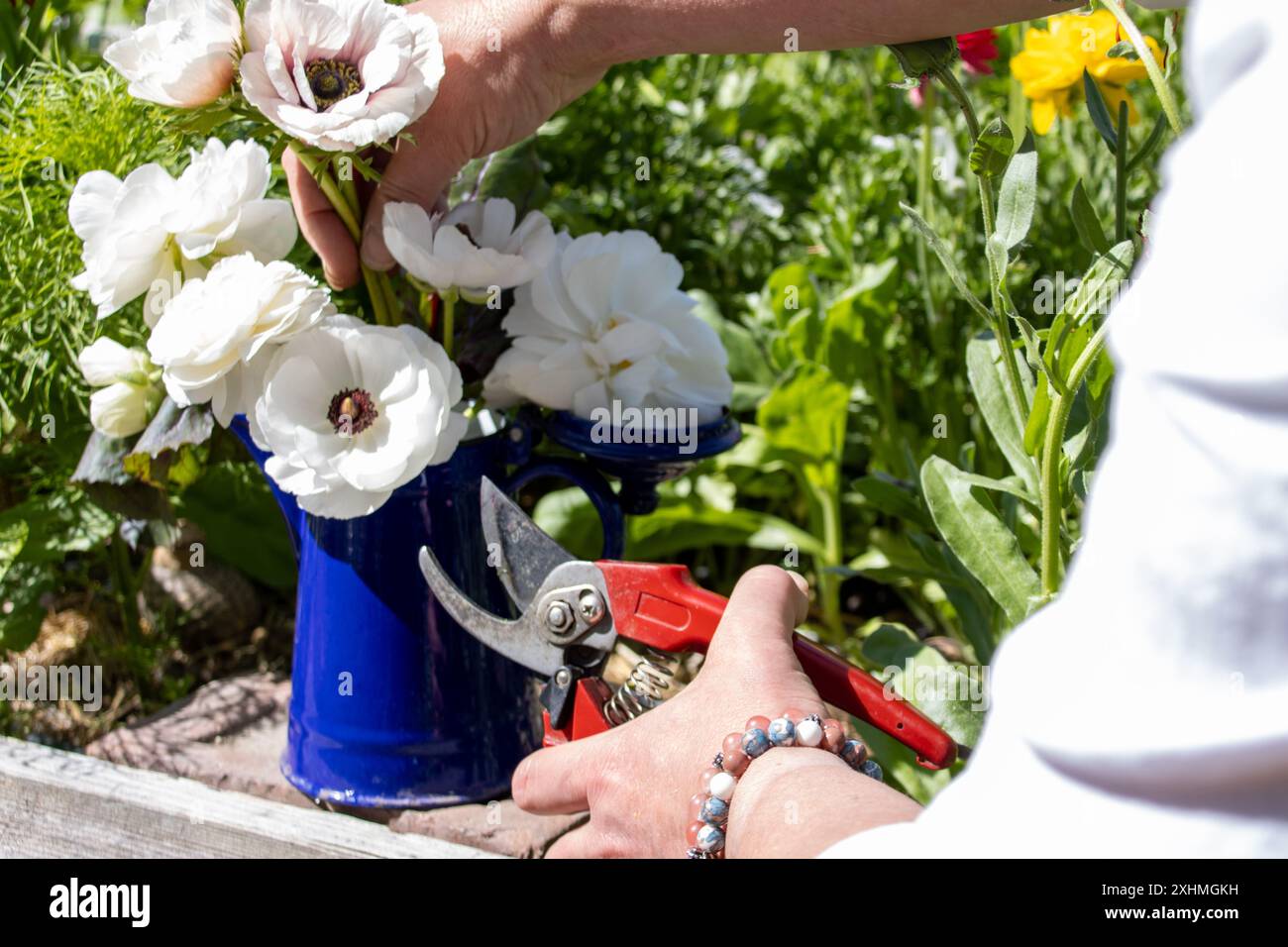 Femme arrangeant des fleurs blanches dans un vase bleu avec des sécateurs Banque D'Images